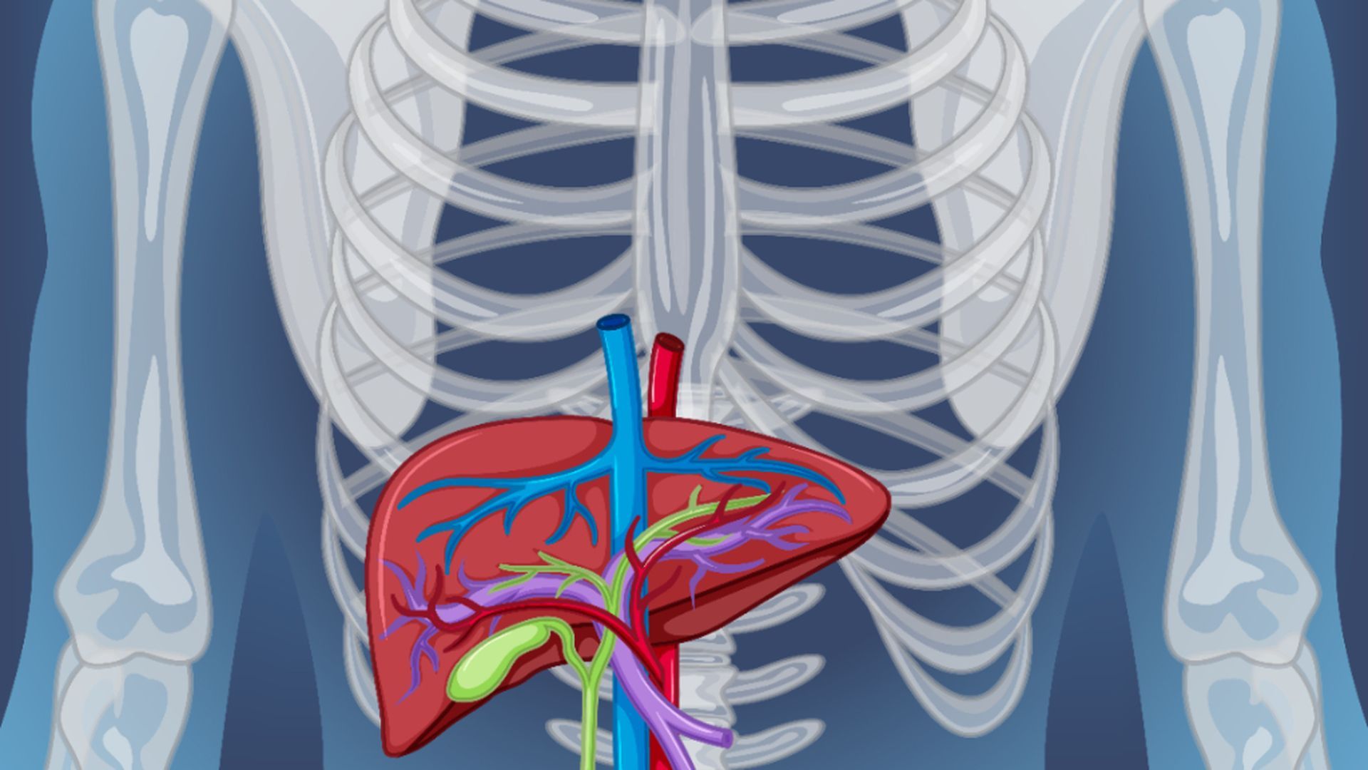 los_alimentos_mas_recomendables_para_un_higado_sano_001.jpg los_alimentos_mas_recomendables_para_un_higado_sano_001.jpg