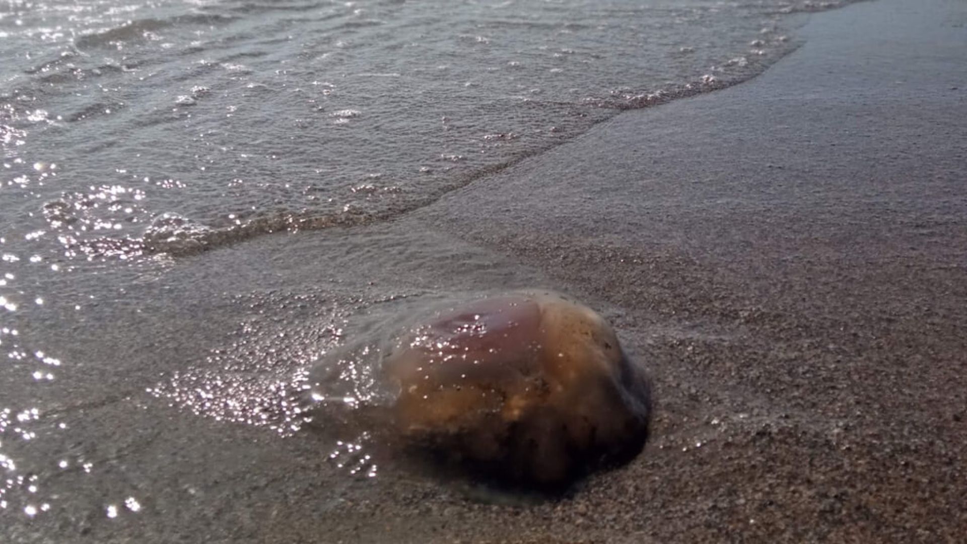 medusa_2jpg_001.jpg medusa_2jpg_001.jpg