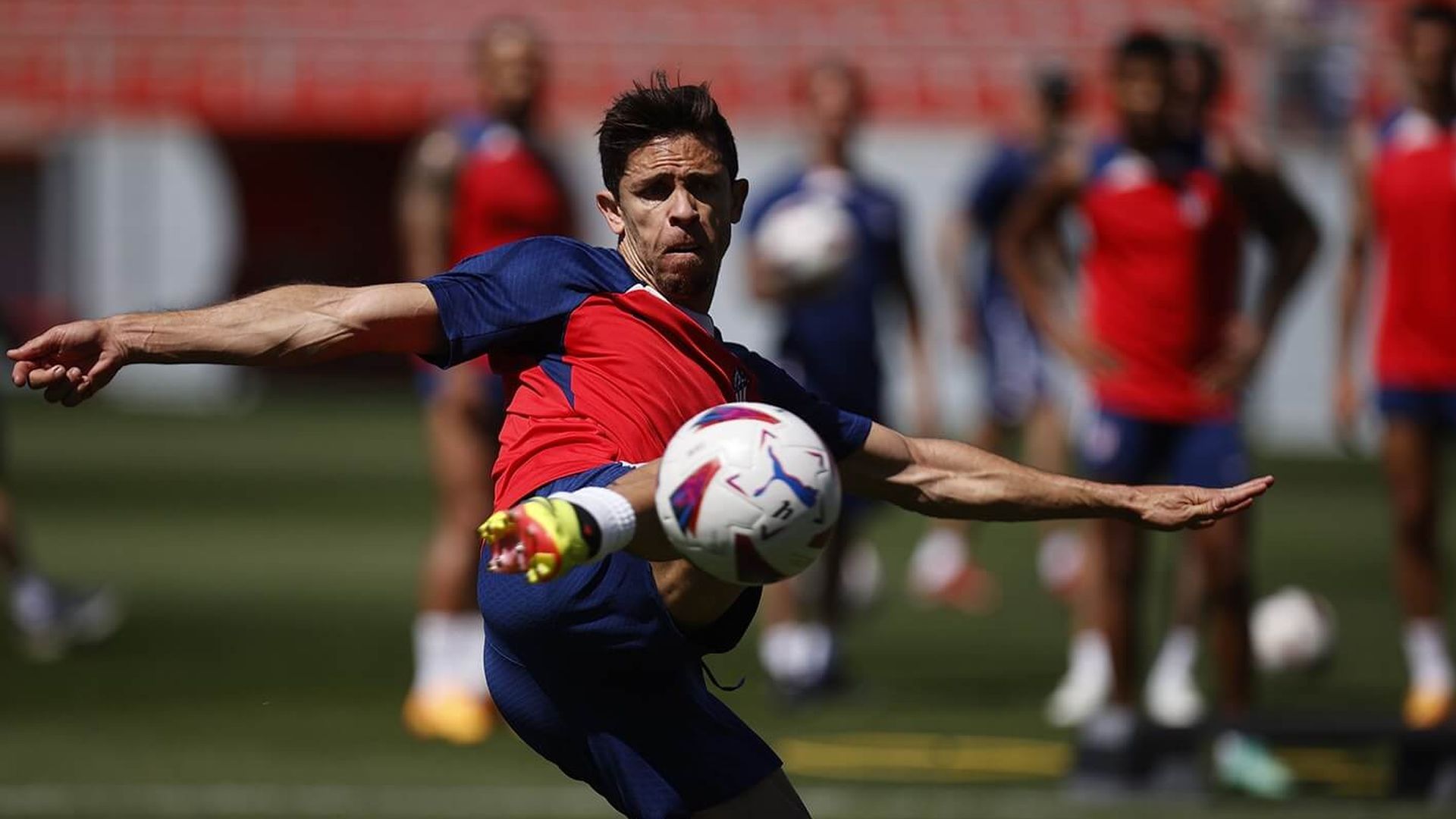 paulis.jpg paulis.jpg