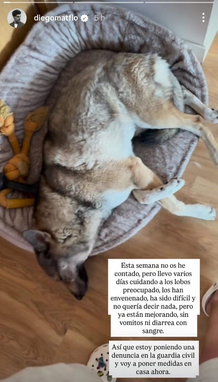 Perros de Diego Matamoros