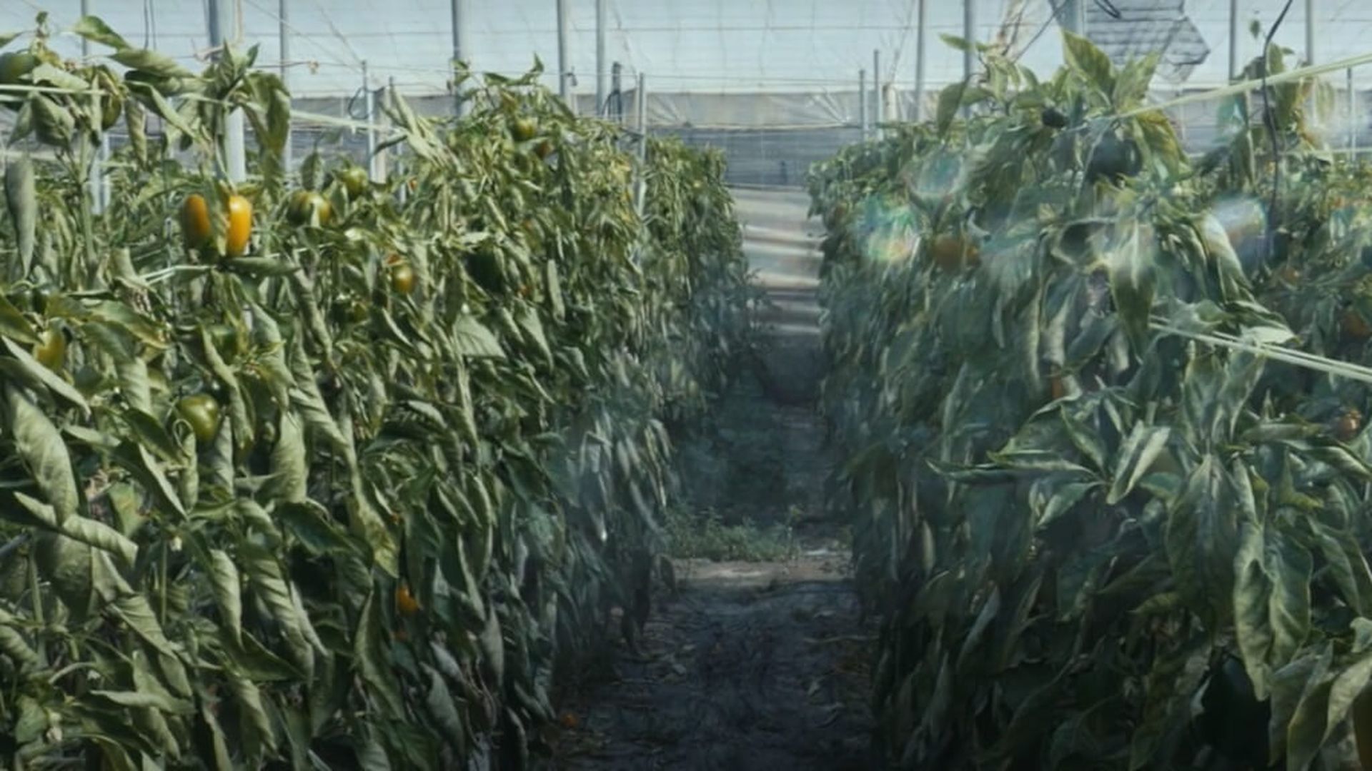 plaguicidasjpg_001.jpg plaguicidasjpg_001.jpg