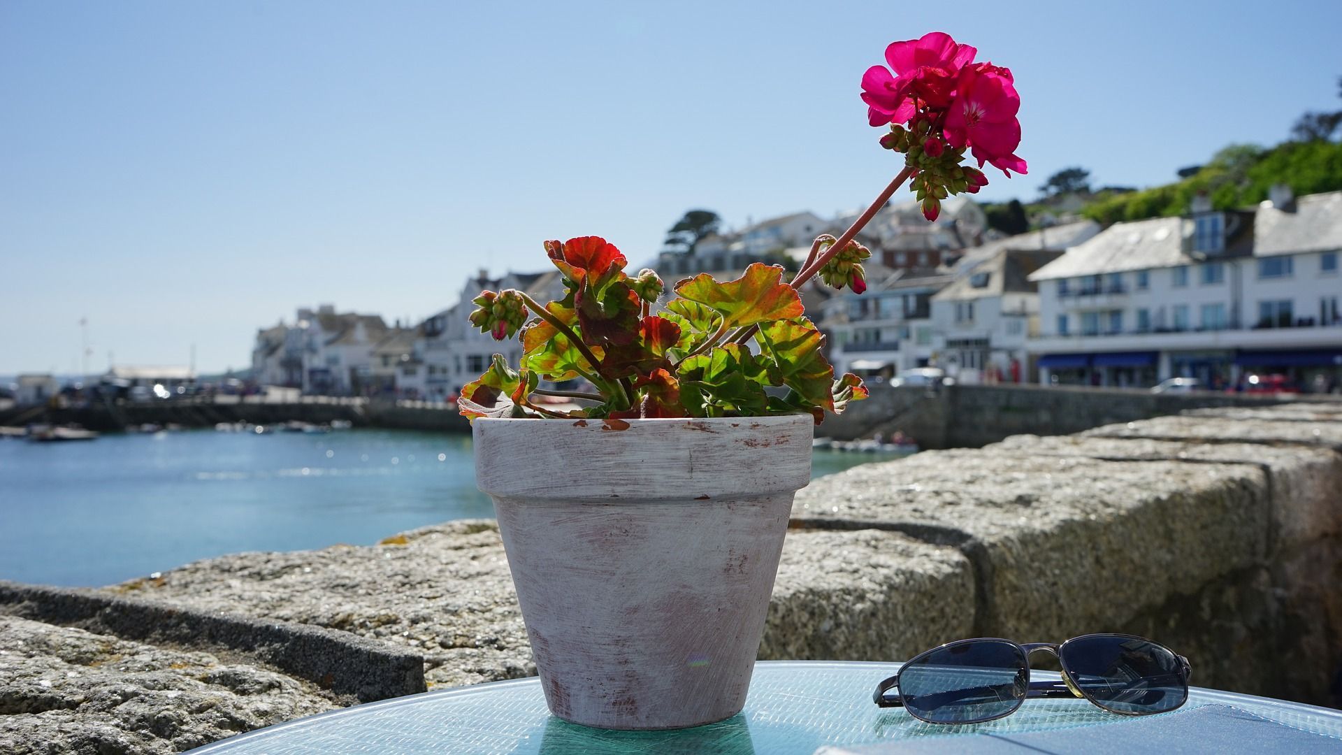 plant-1437839_1920.jpg plant-1437839_1920.jpg