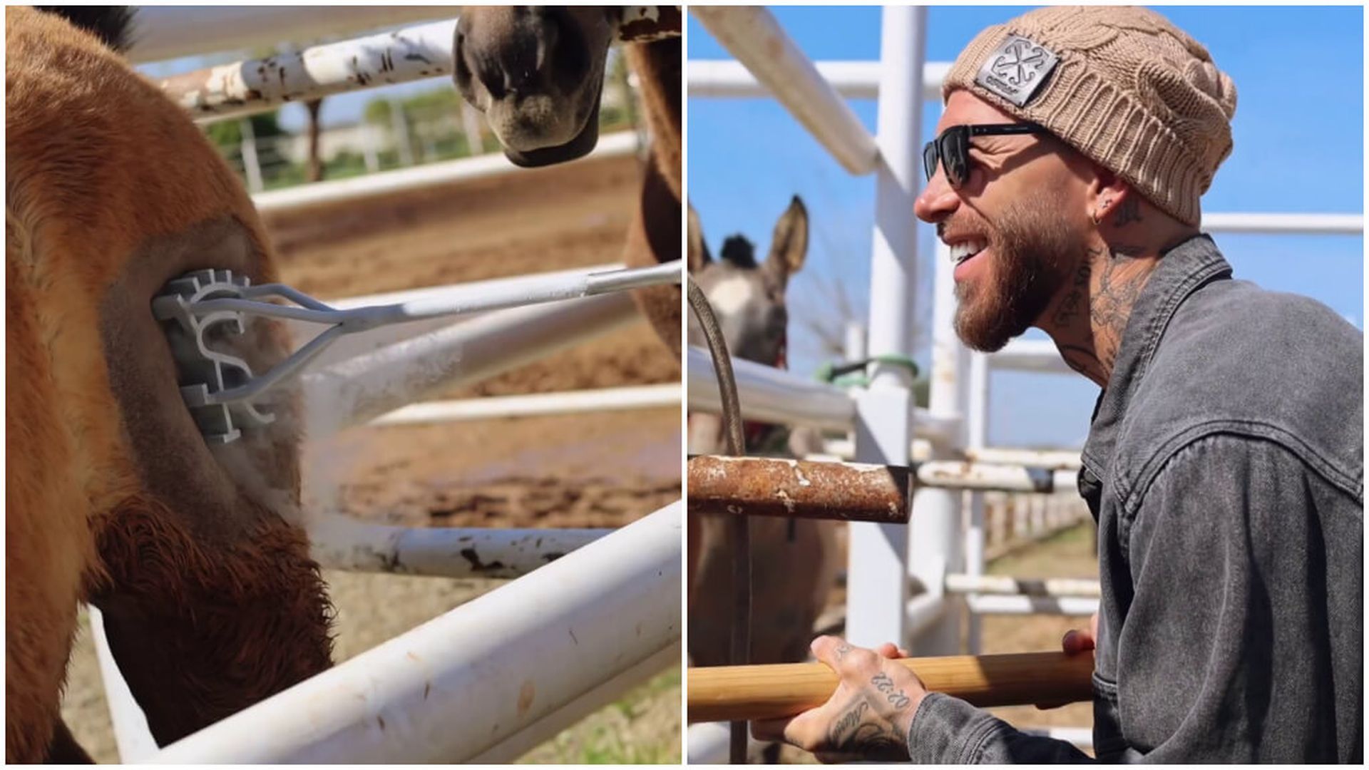 sergio_ramos_marcando_los_caballos_de_su_yeguada_instagram.jpg sergio_ramos_marcando_los_caballos_de_su_yeguada_instagram.jpg