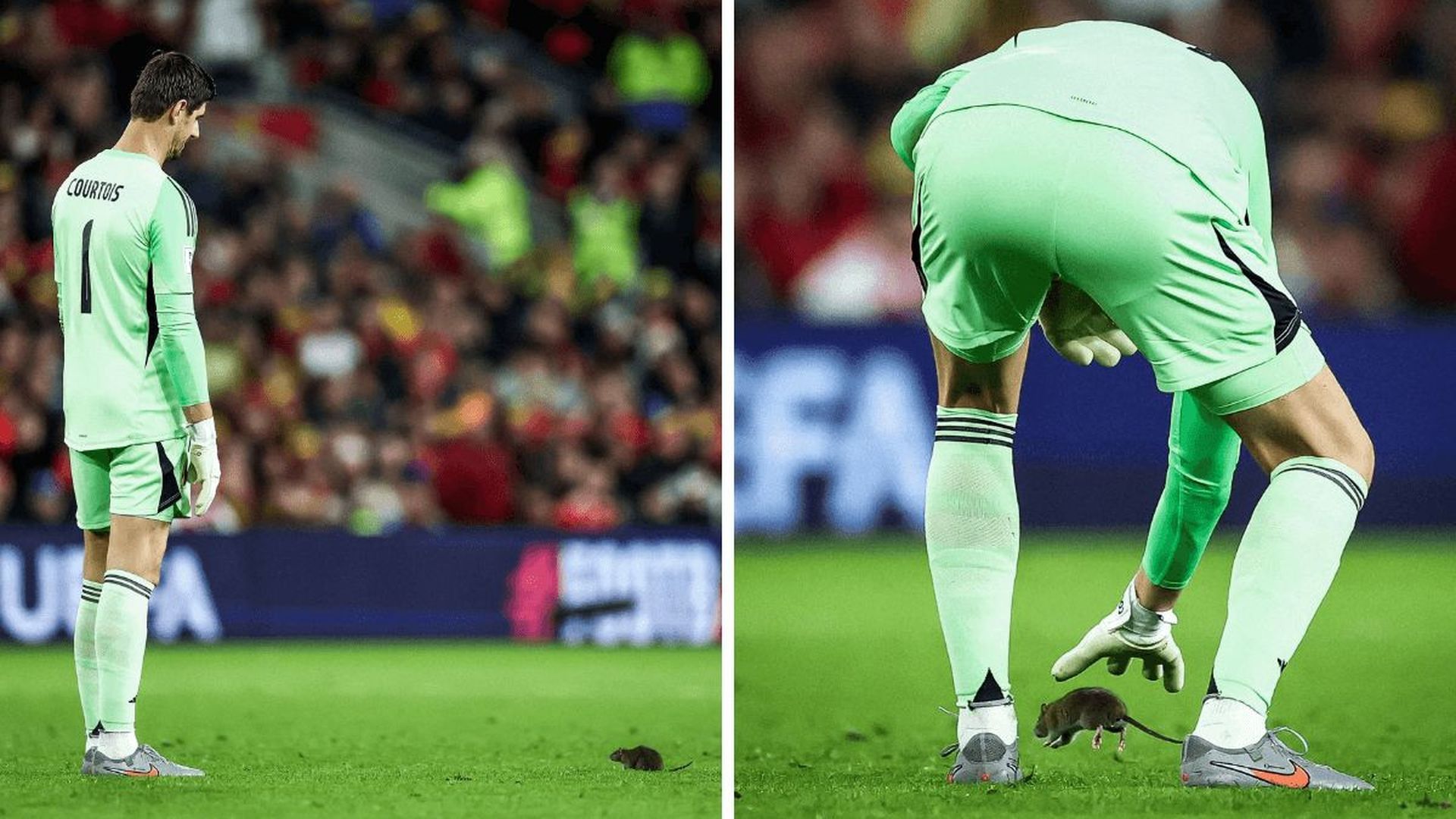 thibaut_courtois_tratando_de_coger_una_rata_en_el_gales_belgica.png thibaut_courtois_tratando_de_coger_una_rata_en_el_gales_belgica.png