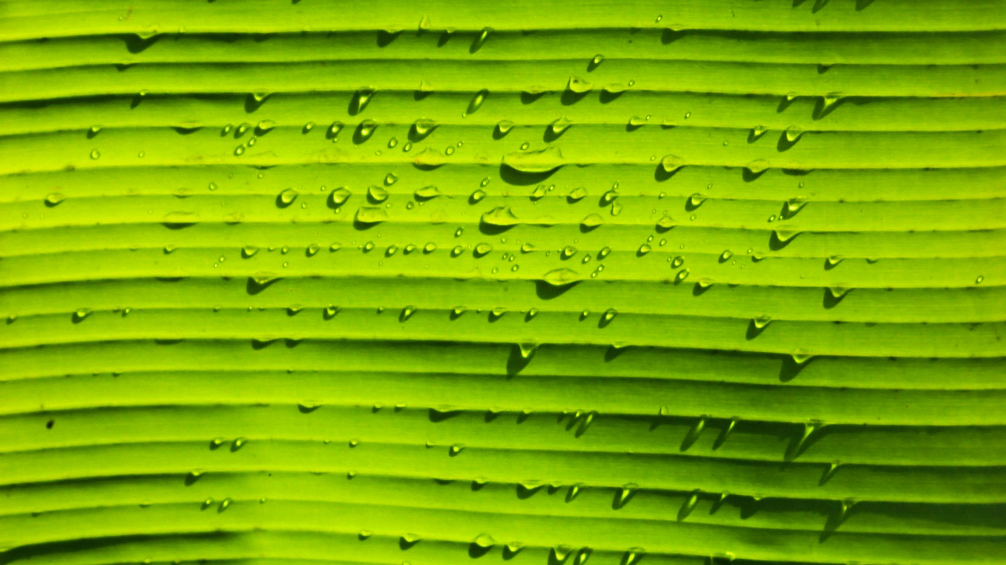 El verde limón impide la relajación. FUENTE: Pexels