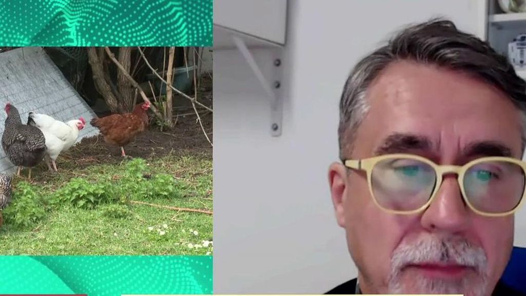 Confinamiento total para las aves de cría ante la preocupación por la gripe aviar: "Son medidas altas pero muy necesarias"