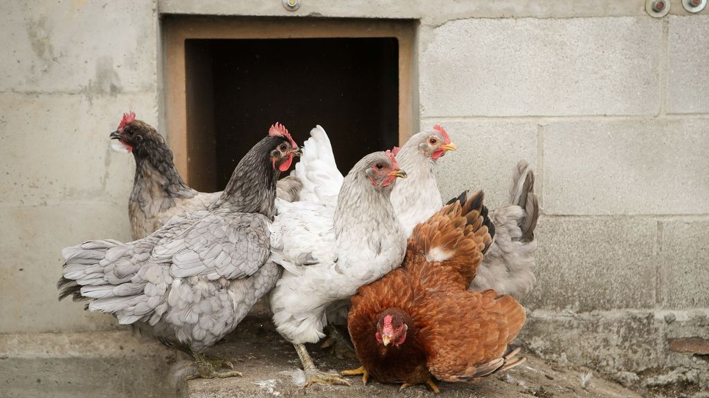La preocupación por la gripe aviar obliga al confinamiento de todas las gallinas en España