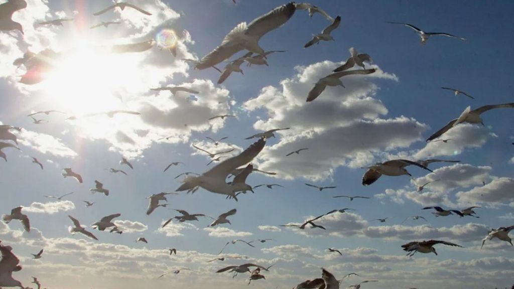 Todas las vías de contagio de la gripe aviar: de las aves silvestres, heces y aguas contaminadas, entre otras