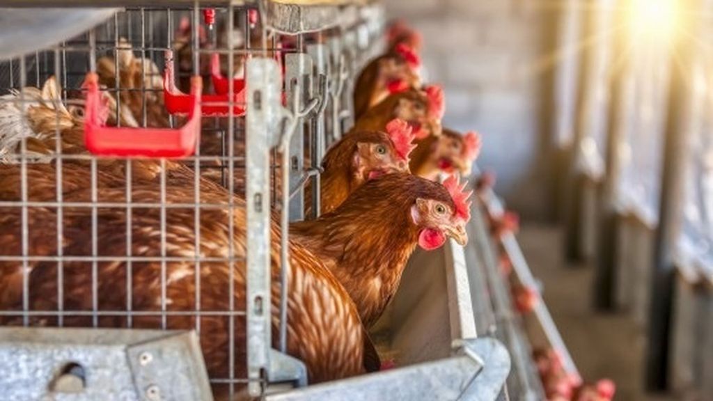 Peligro de contagio gripe aviar