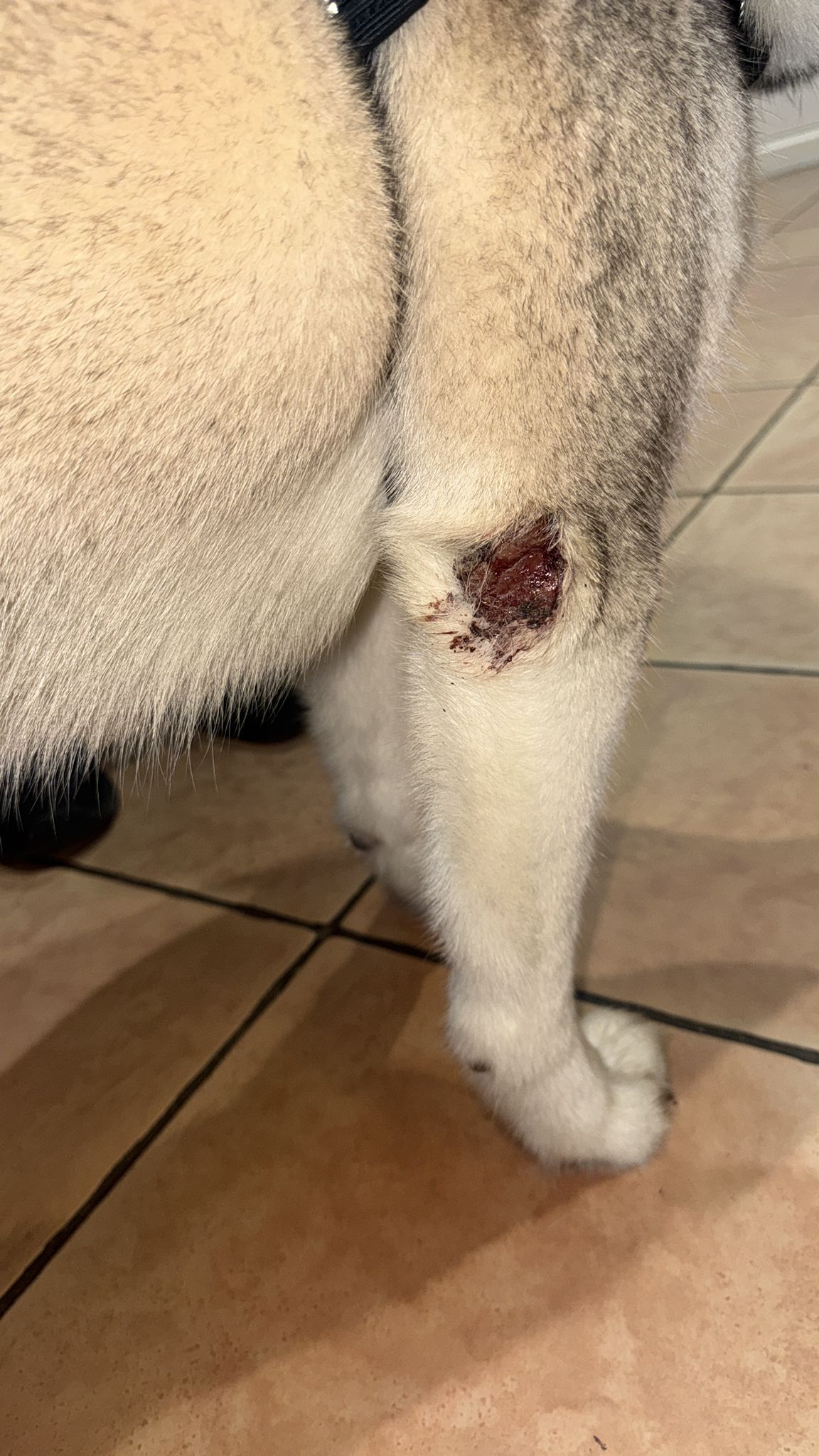 Imagen de una heridas que presentó Kira al ser rescatada