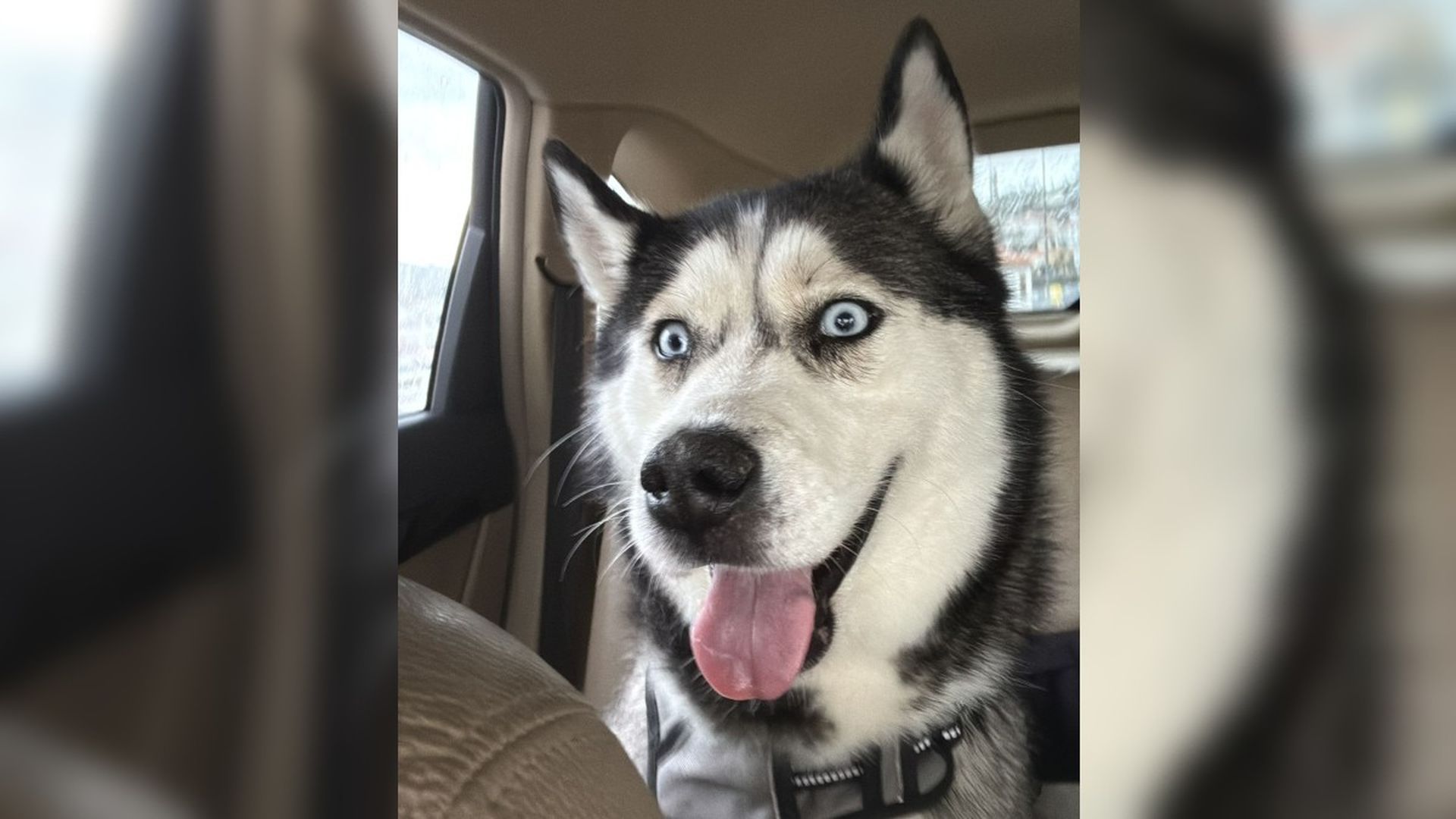 Kira, 3 días después de ser encontrada