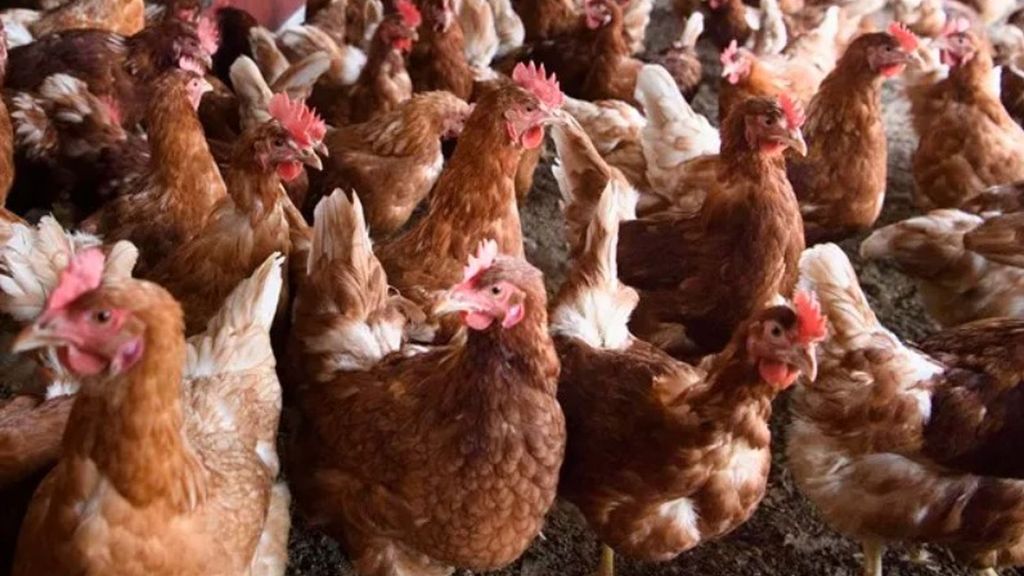 ¿Por qué las gallinas españolas están confinadas desde hoy?