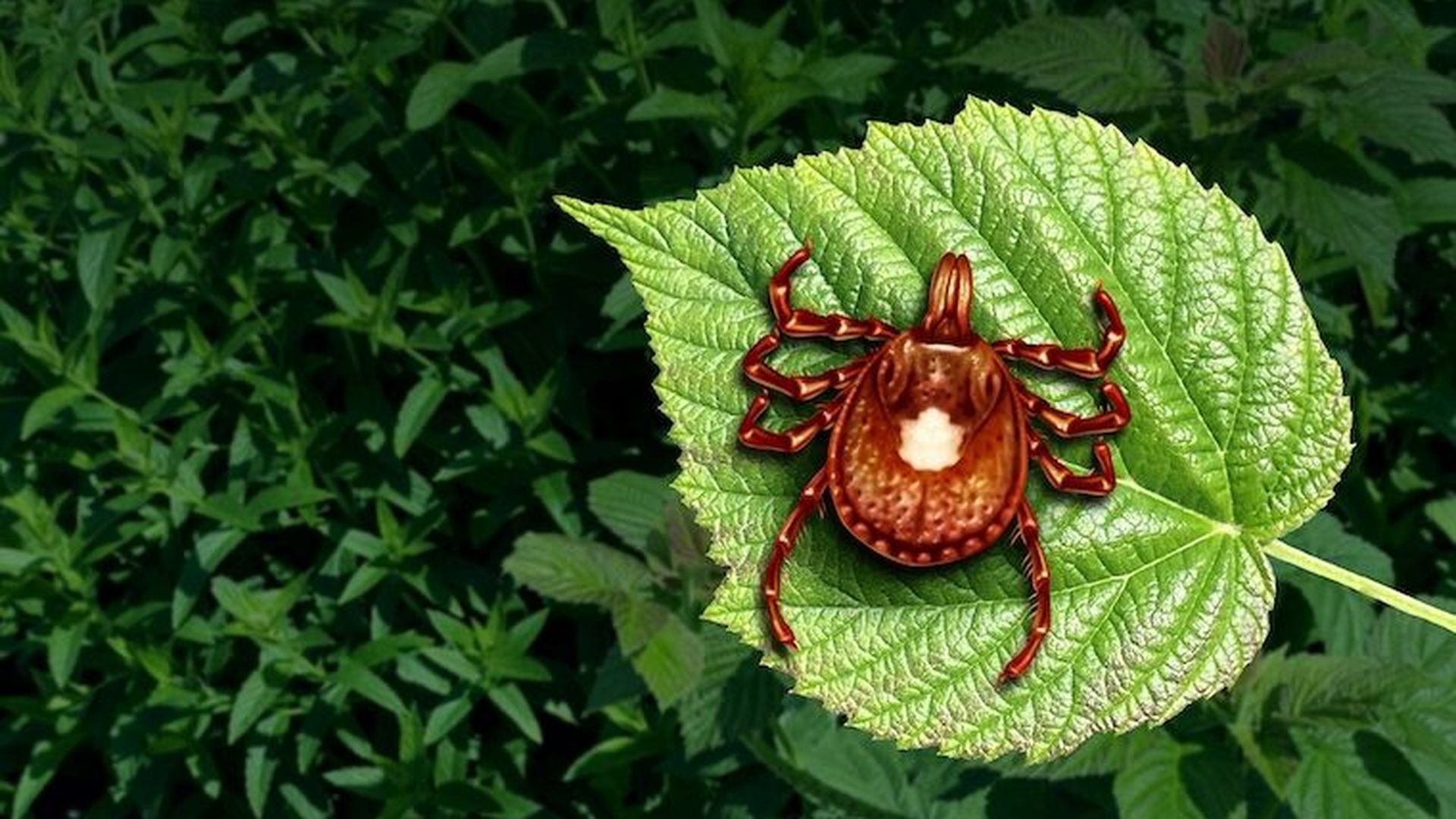 Imagen de la garrapata estrella solitaria, cuya picadura puede causar el síndrome de alfa-gal (AGS)