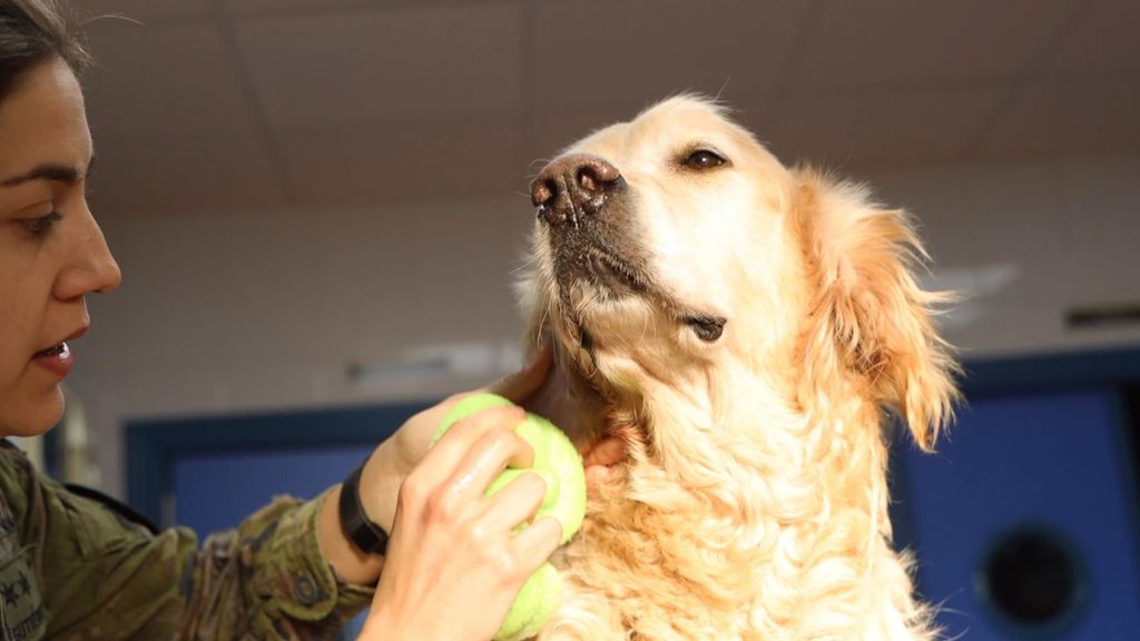 P293 - Veterinaria en perros del Ejército Iumiuky Temporada 3 Programa 293