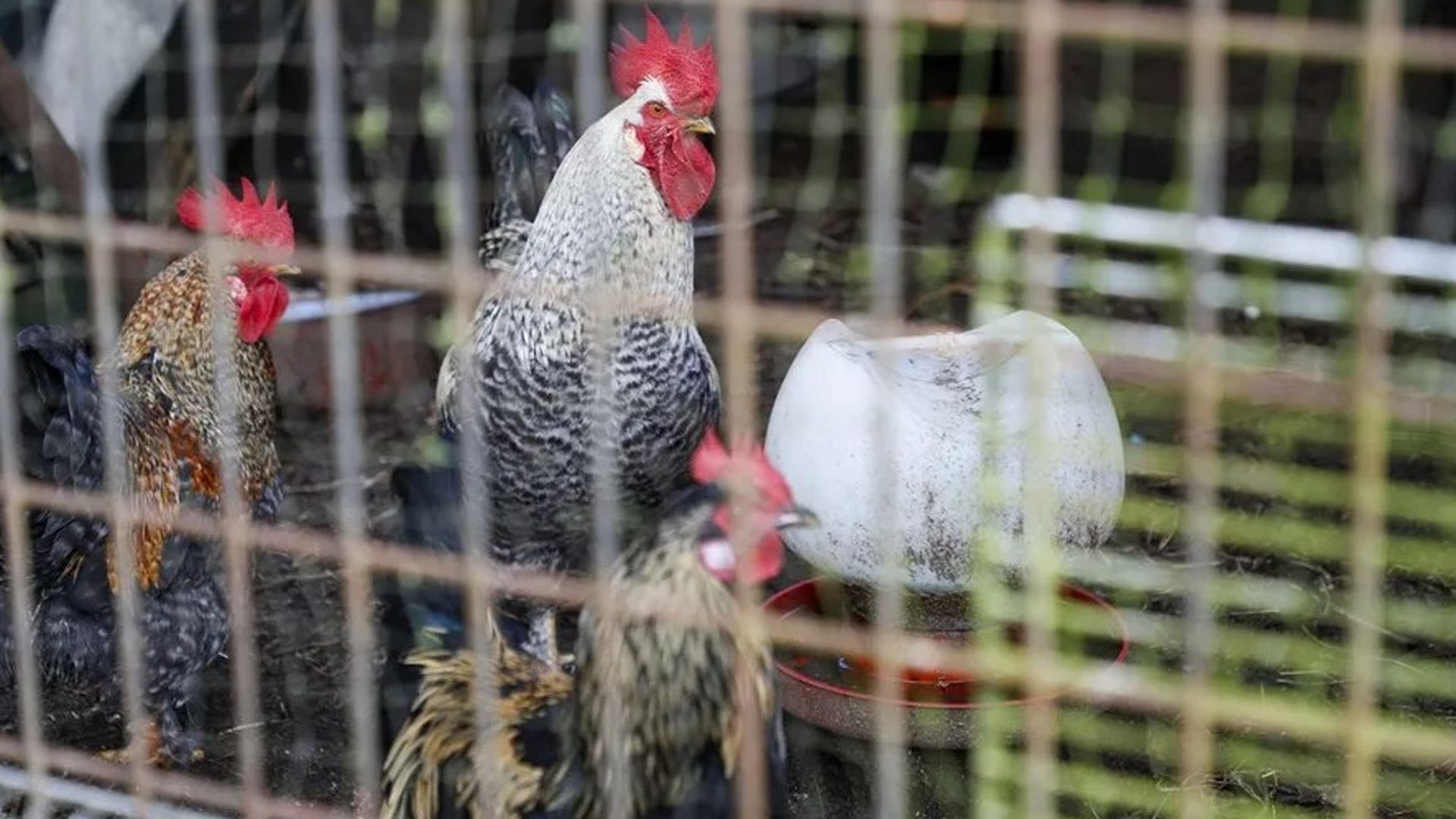 La gripe aviar podría considerarse "una enfermedad endémica" en España, según los biólogos