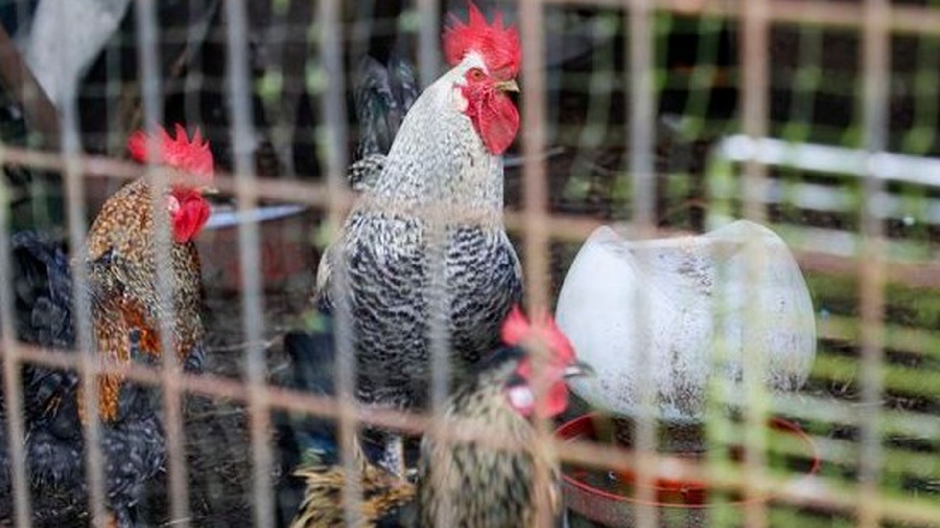 Preguntas y respuestas sobre la crisis de la gripe aviar y su impacto en las granjas españolas