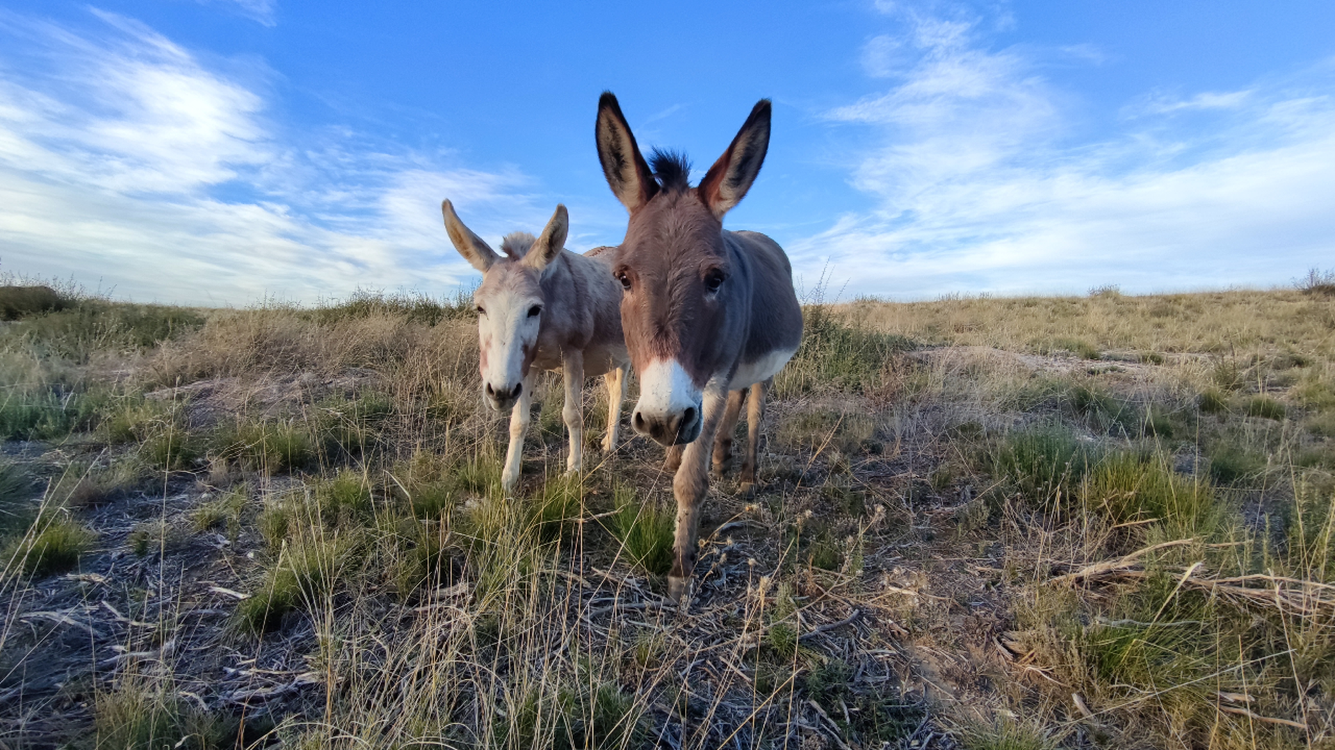 Canela, Llave, Moscatel, Xarel·lo y Troya son los protagonistas de un proyecto piloto de pastoreo en la reserva natural de Mas Melons