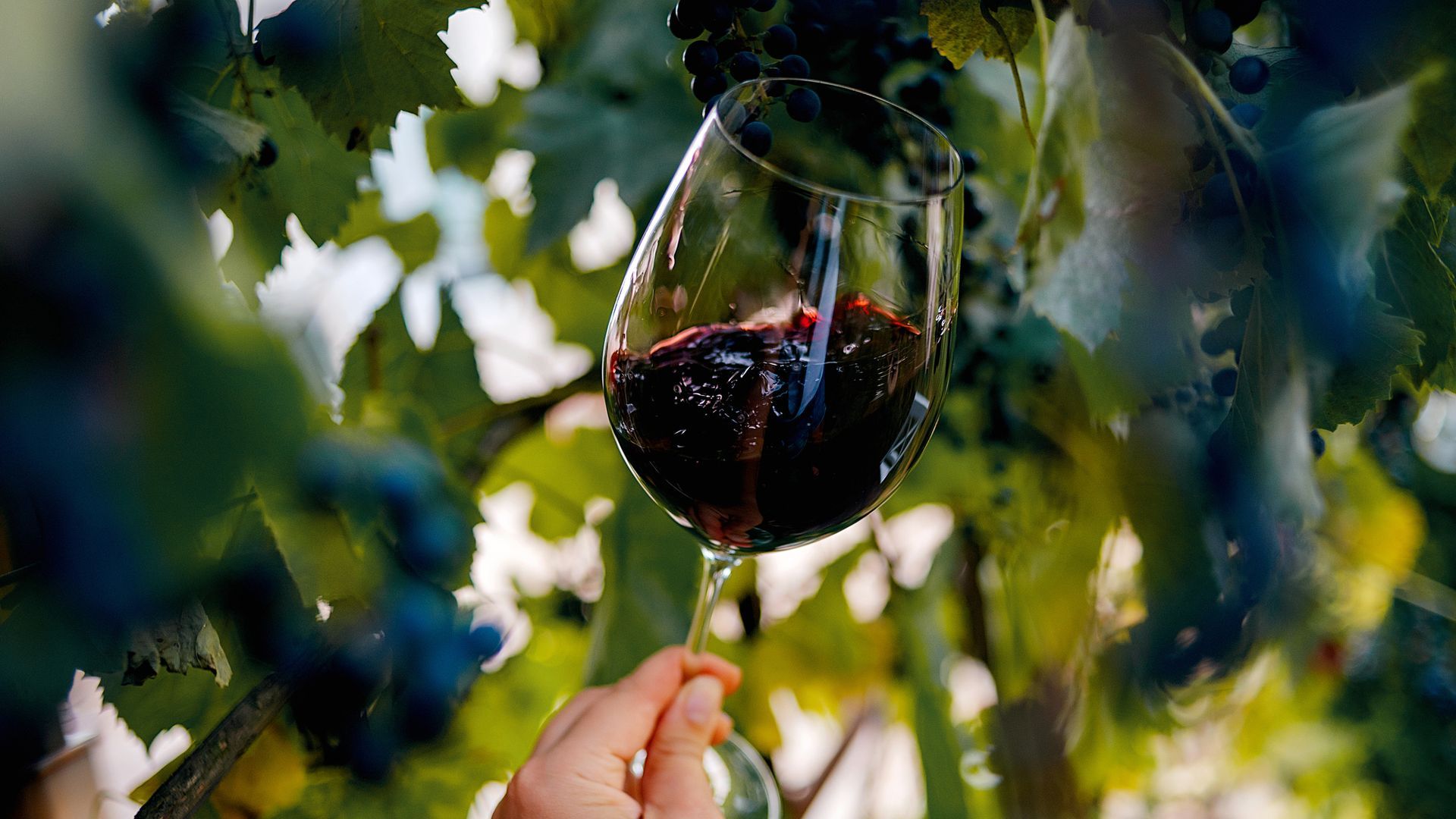 Diez vinos españoles alcanzan la máxima puntuación en la Guía Vinos Gourmets 2026