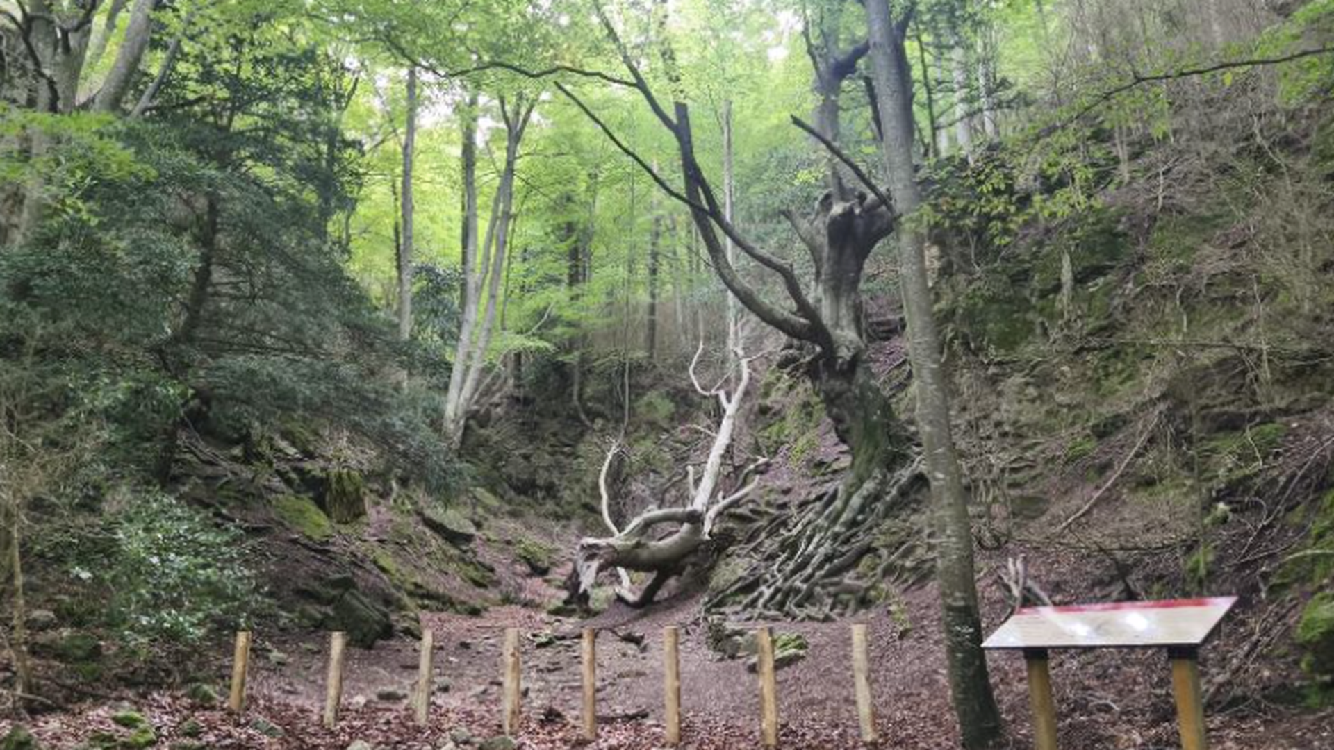 La "amenaza" de un árbol momunental catalán, debilitado por las pisadas de los visitantes