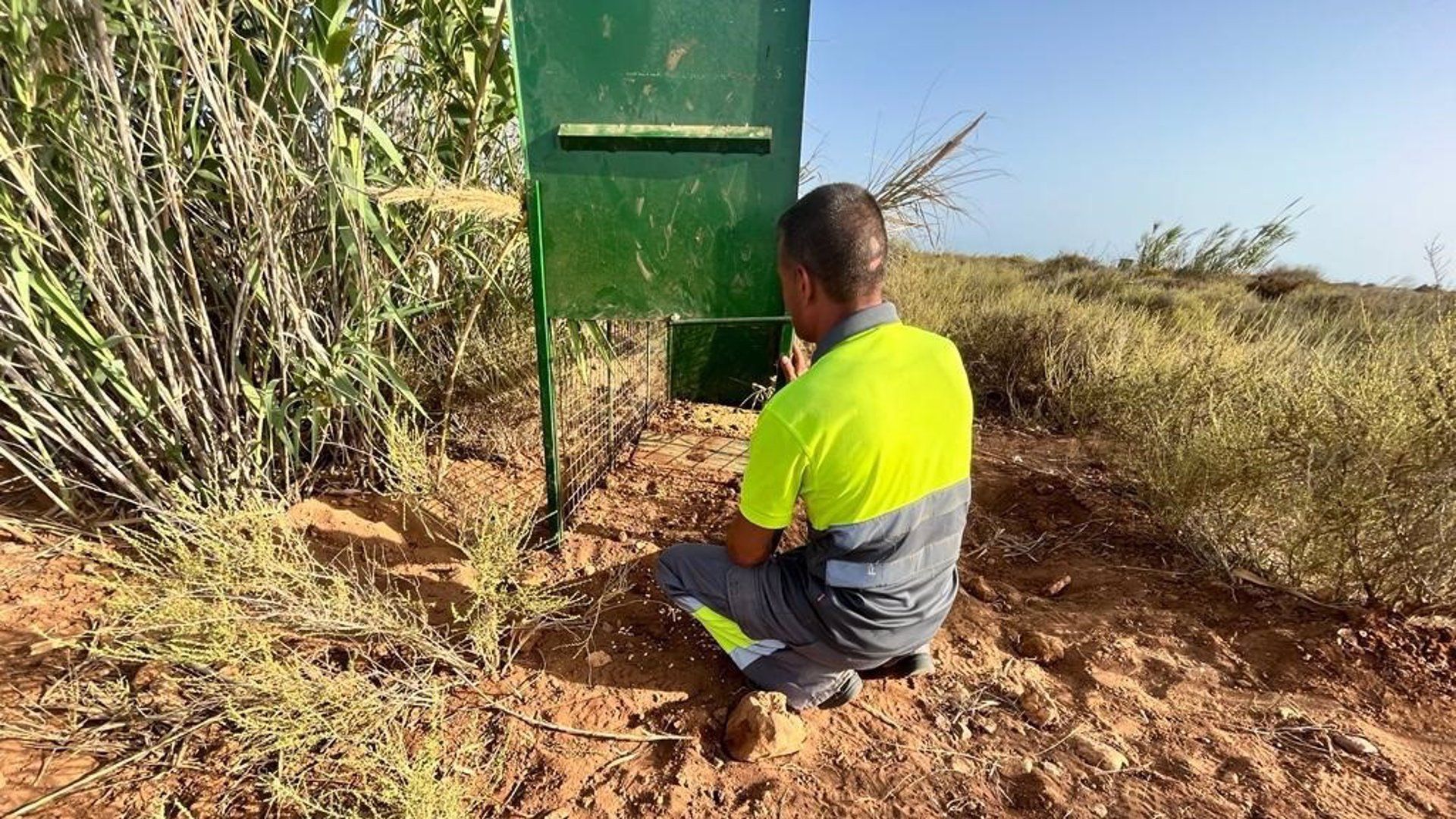 Una de las jaulas empleadas para la captura de jabalíes en el entorno urbano de Cabo de Gata (Almería)