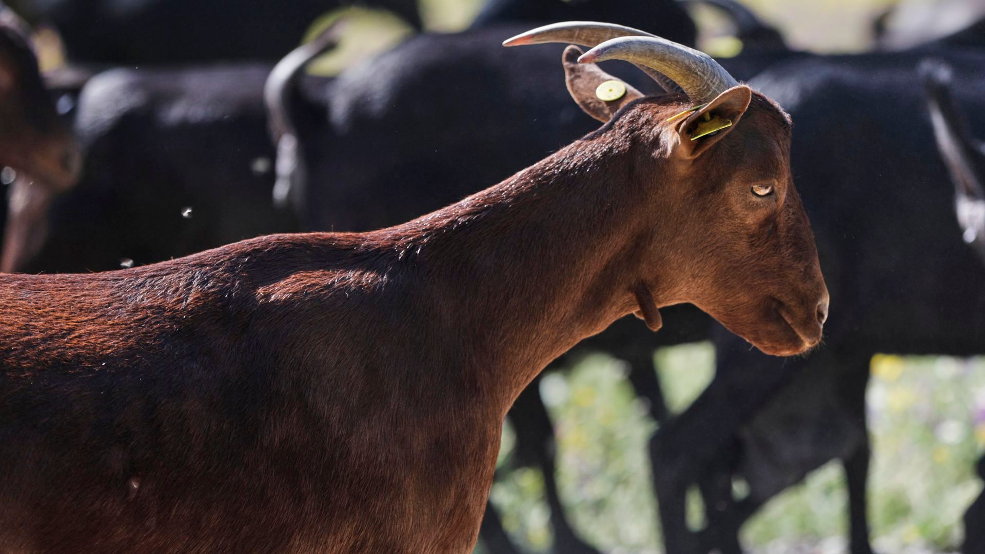 'Voces jóvenes del campo' se unen para impulsar el relevo generacional del sector:  "Con todos los adelantos que hay, es un oficio como otro cualquiera"