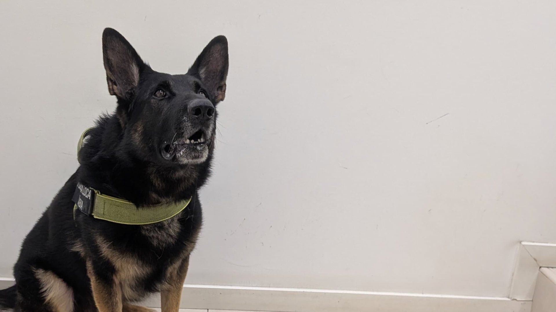 Kosmo junto al dinero y la droga incautada