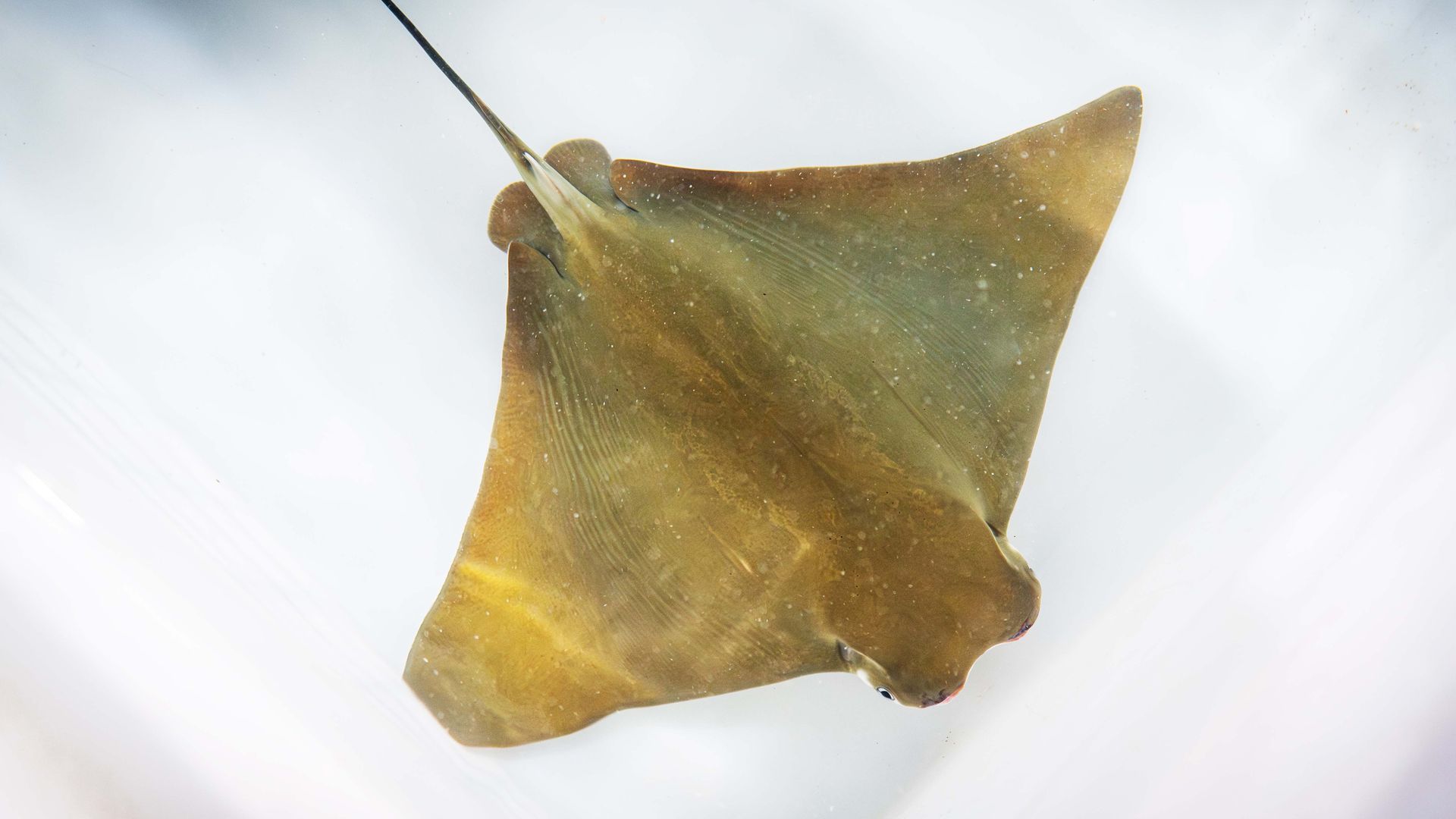 La Rhinoptera marginata es una especie clasificada como en peligro crítico de extinción por la UICN