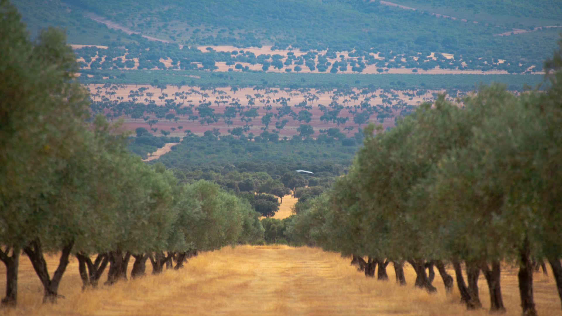 Los olivares de la Dehesa El Molinillo