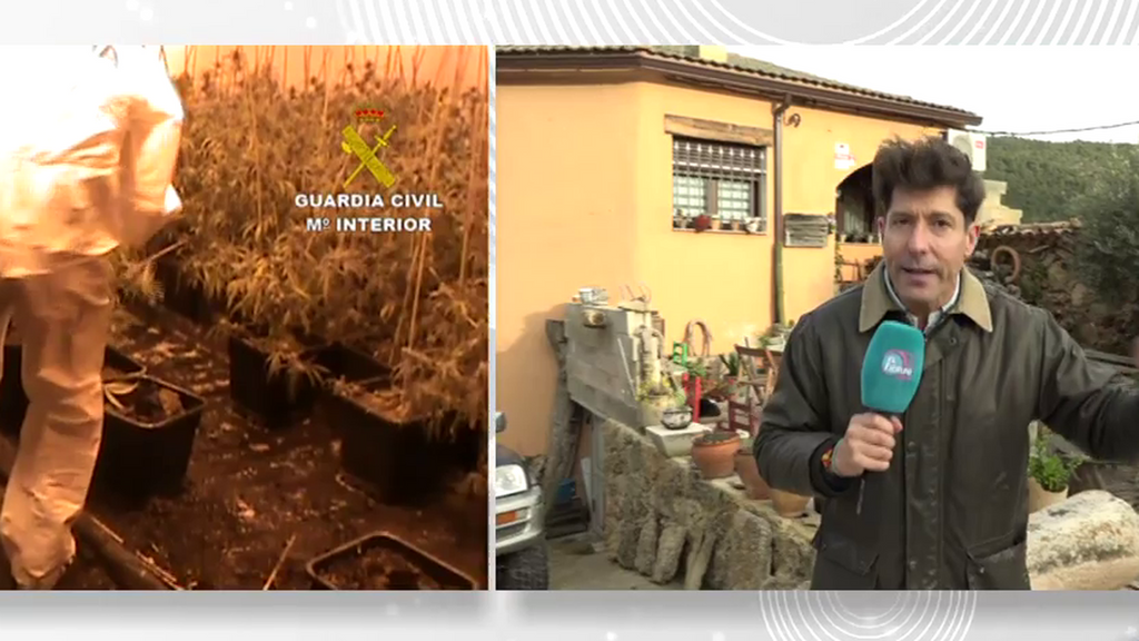 Un alcalde de un pueblo de Cuenca detenido por tener 215 plantas de marihuana
