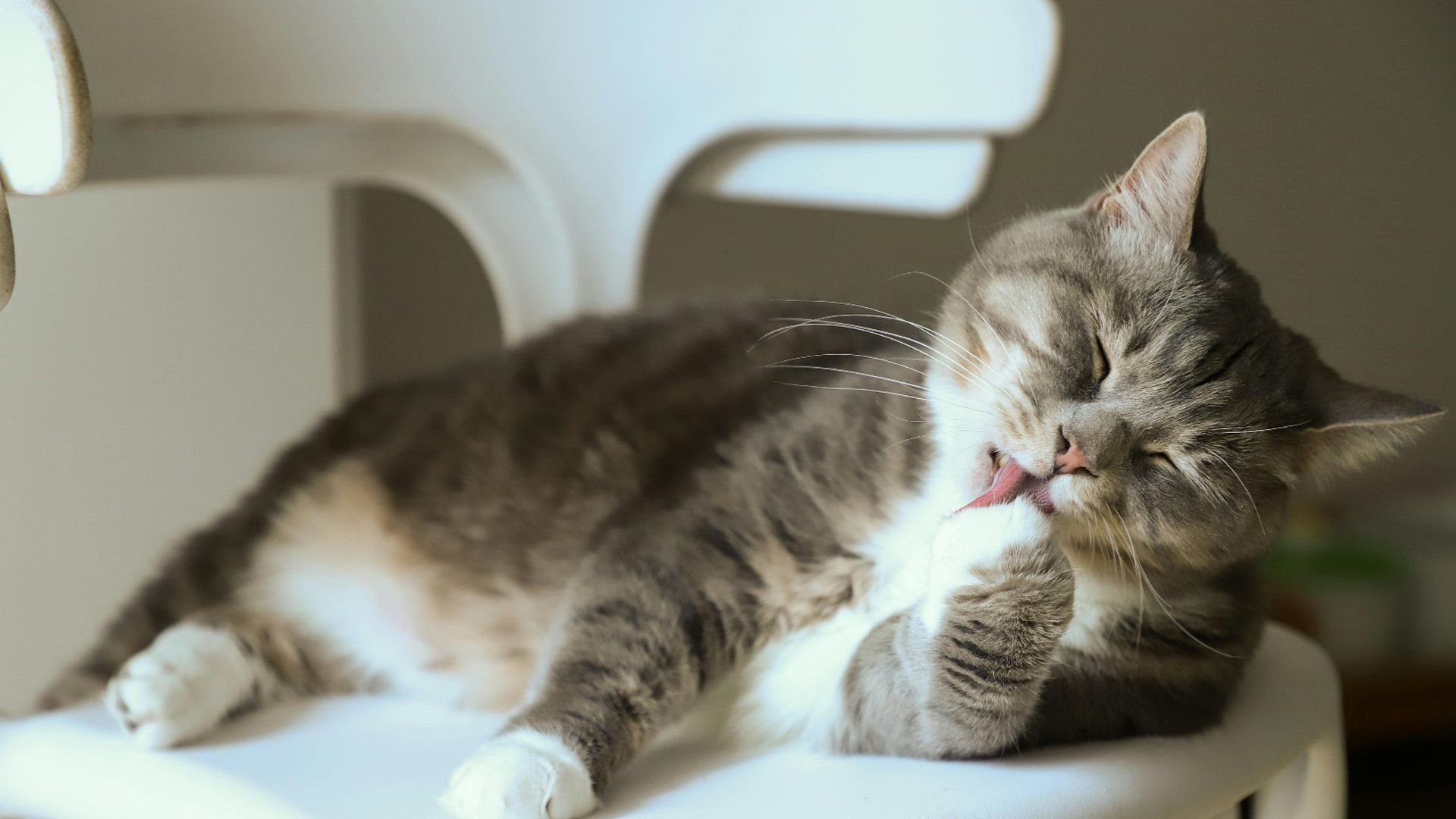 Un gato relamiéndose