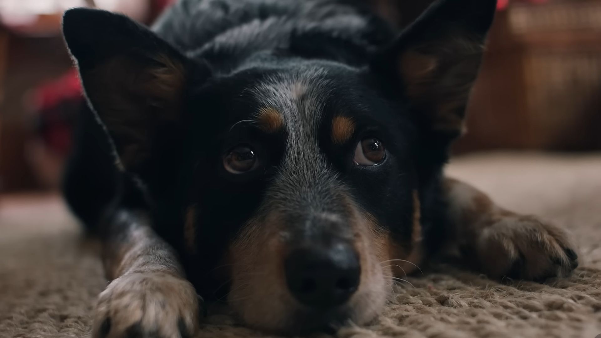 Fotograma del anuncio de Navidad para perros