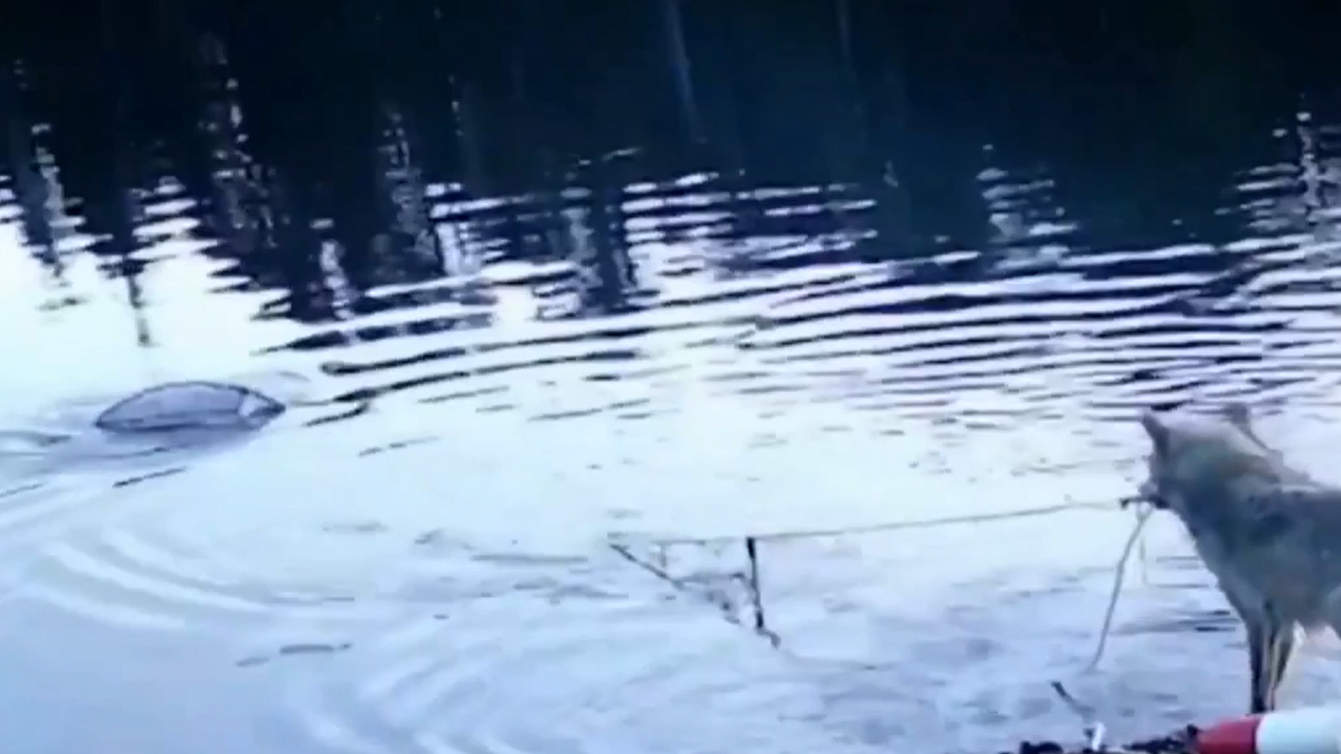 Loba utiliza herramientas