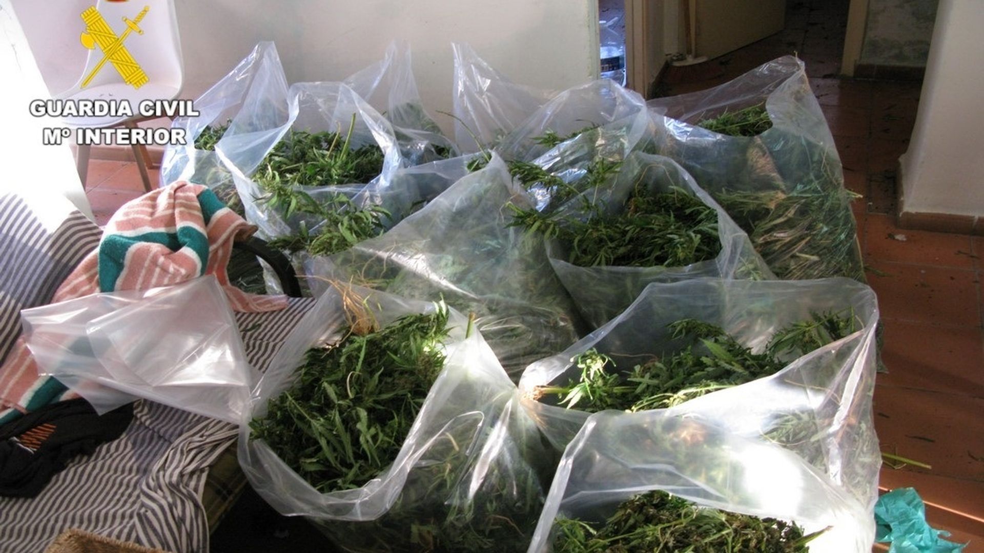 Marihuana intervenida en la operación 'Almuelco25'