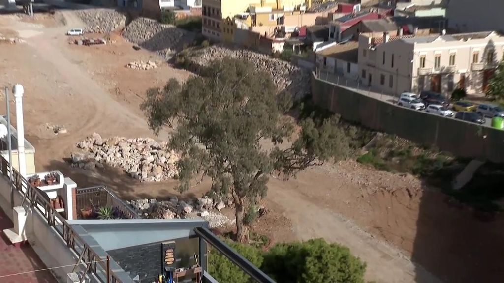 Un eucalipto de 100 años, el árbol de la resistencia en Paiporta, aspira a ser el mejor del año