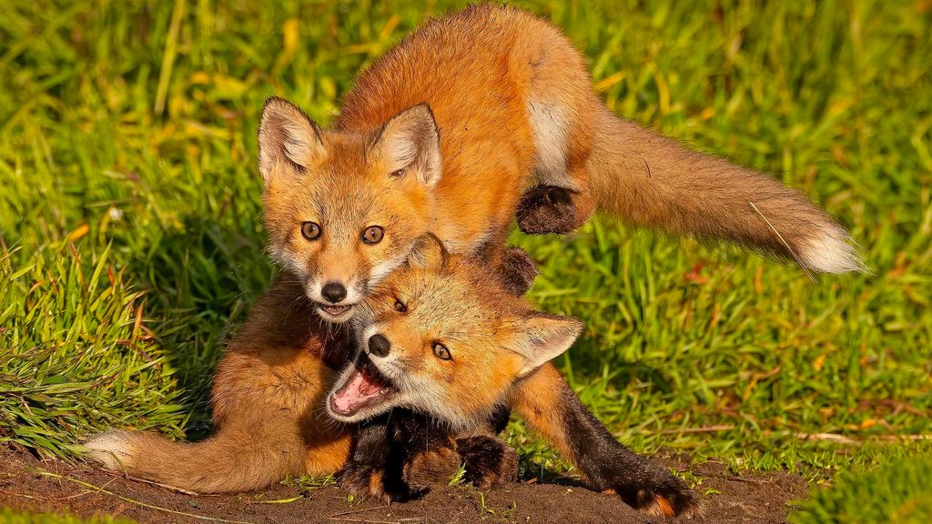 Primer zorro gripe aviar