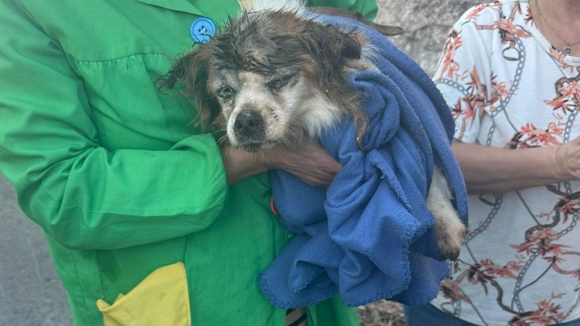 Perro mayor rescatado en Meis, Pontevedra