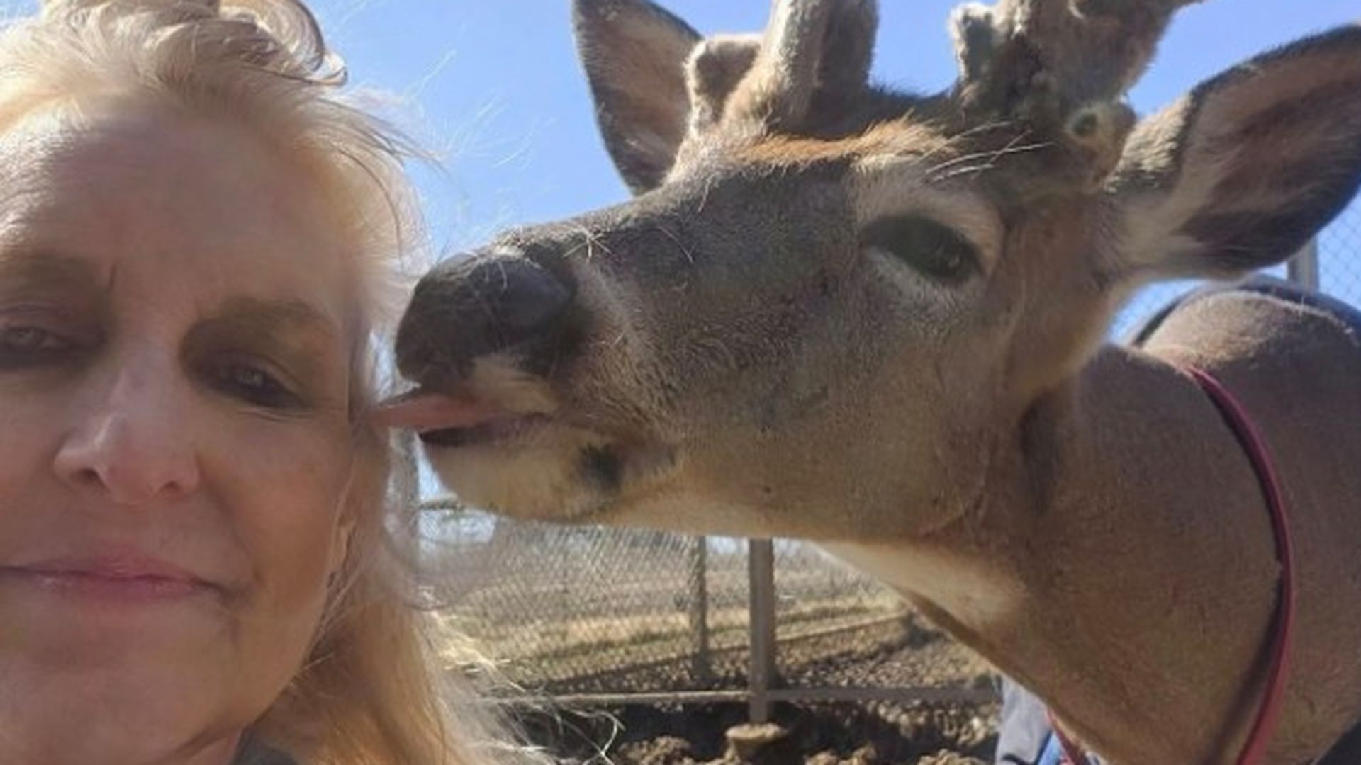 Jodi Proger murió tras ser atacada por un ciervo en su propiedad