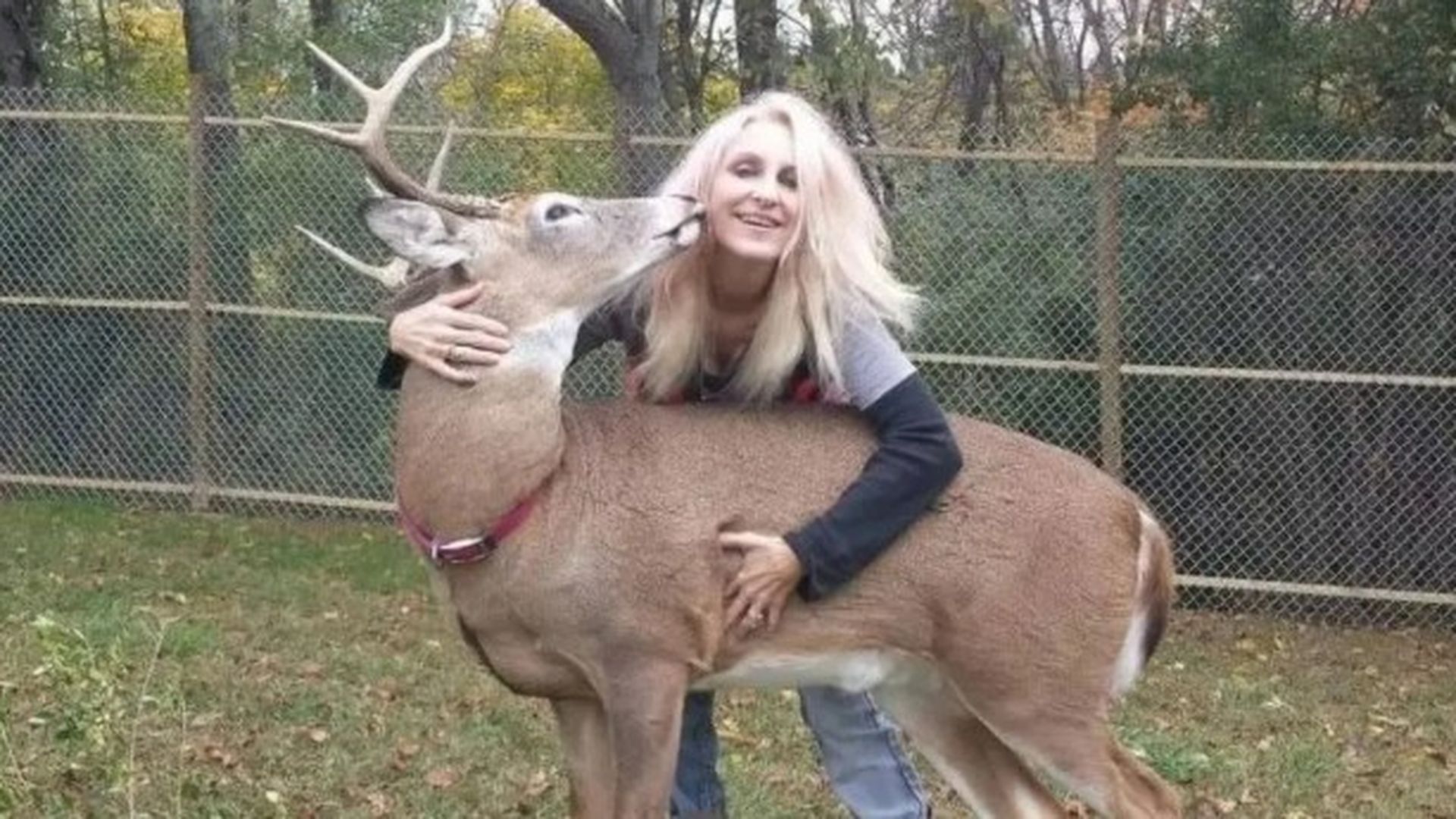 Muere una mujer tras ser atacada por el ciervo que había rescatado, cuidaba e intentaba domesticar