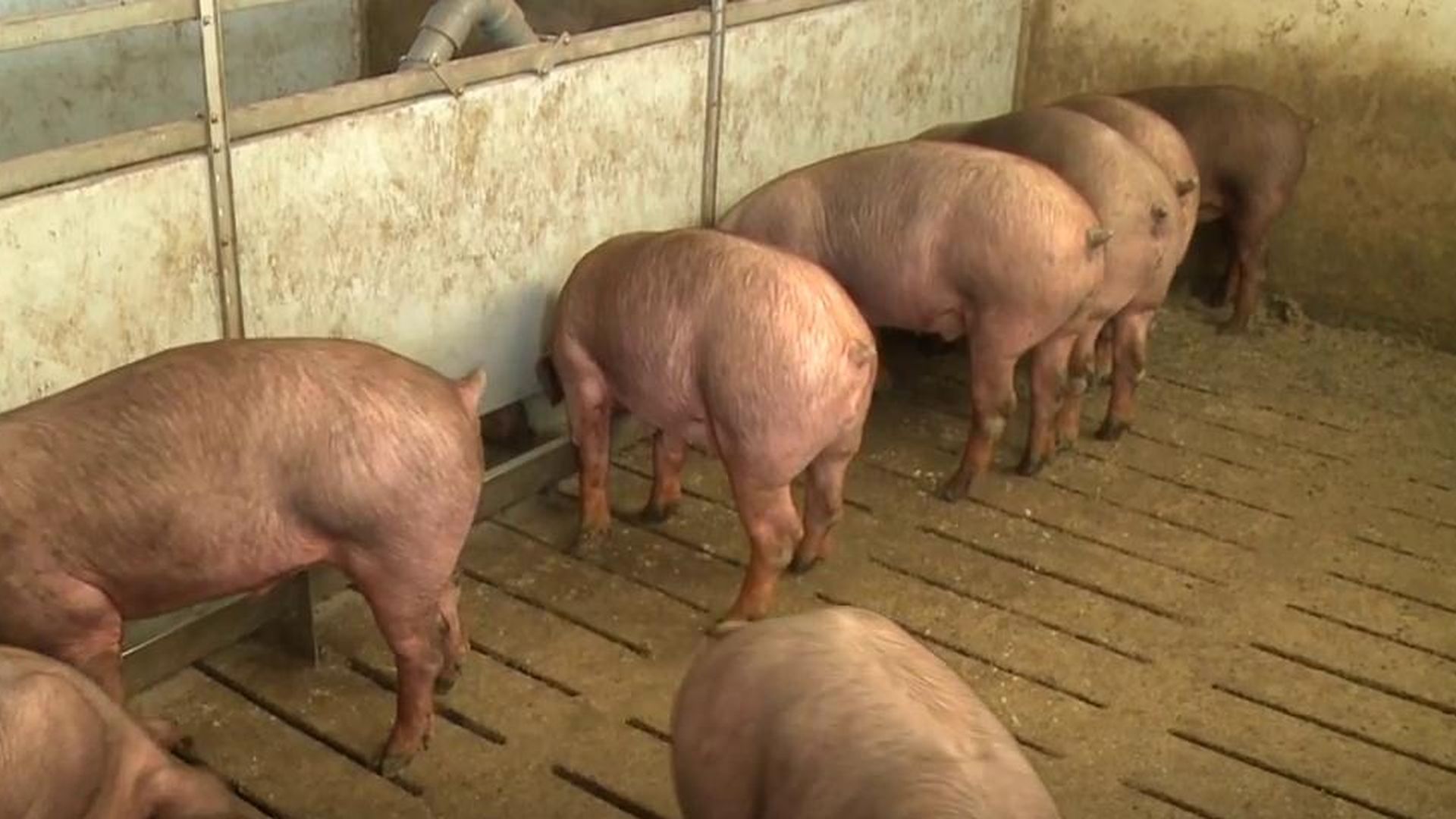 Así afecta la crisis de la peste porcina al sector español: ya hay 120 certificados de explotación bloqueados