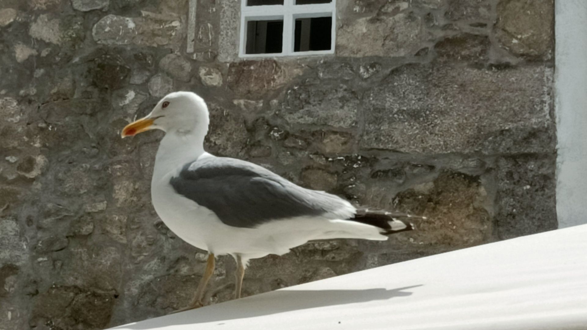 Galicia detecta un nuevo foco de gripe aviar en aves silvestres en Vigo: 15 casos notificados en la comunidad