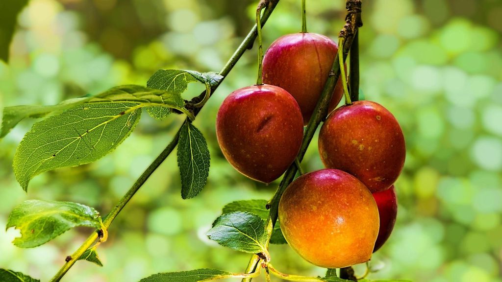 Las ciruelas son una fruta con muchos beneficios