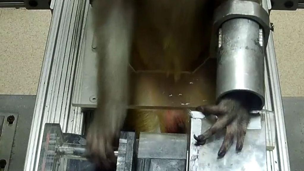 ¿Saben los monos bailar?