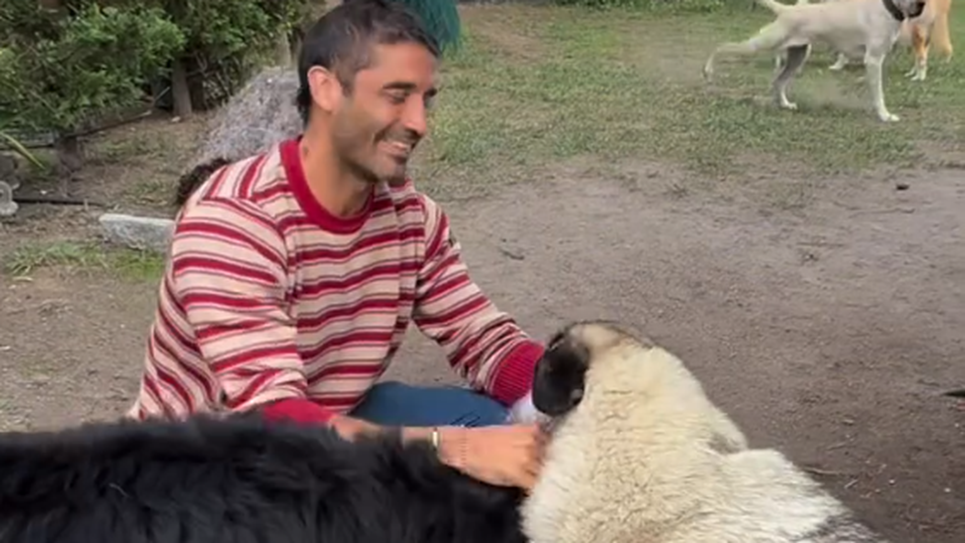 Álex García con los perros en la Isla de Tali Álex García con los perros en la Isla de Tali