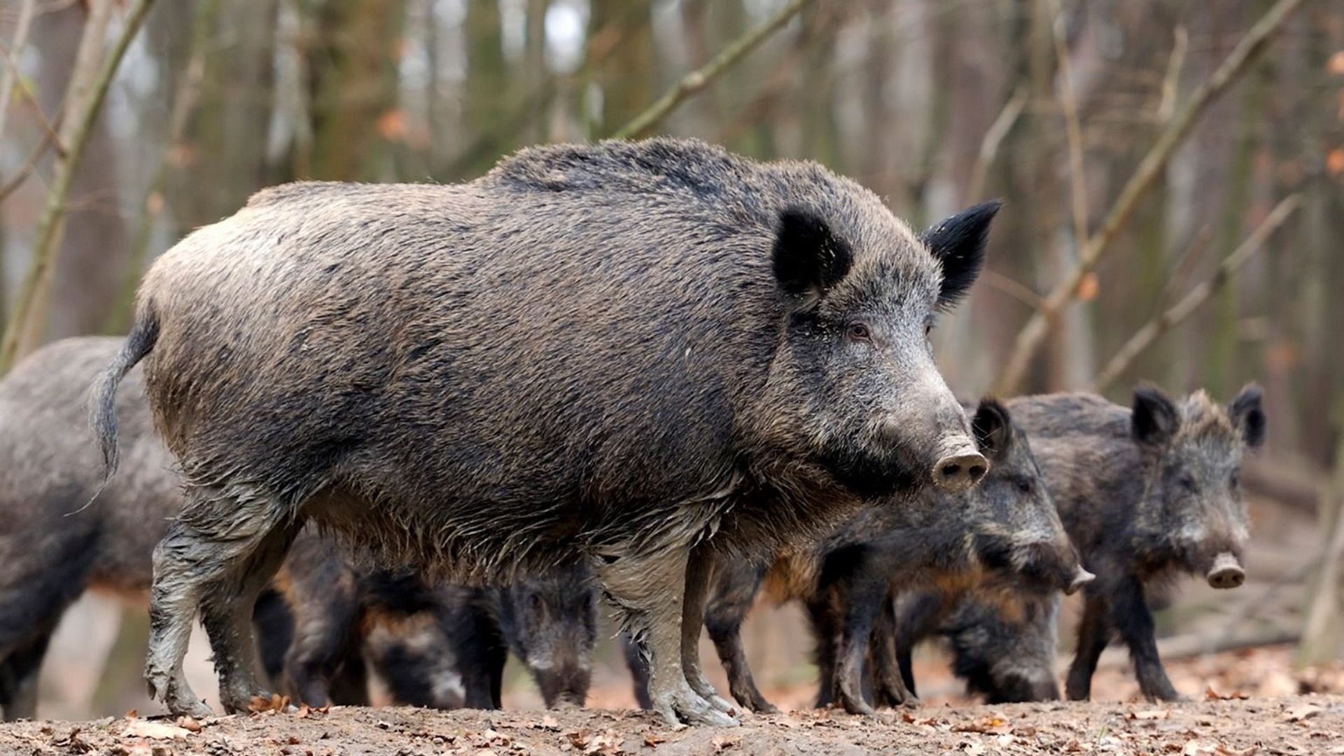 Imagen de archivo de jabalíes