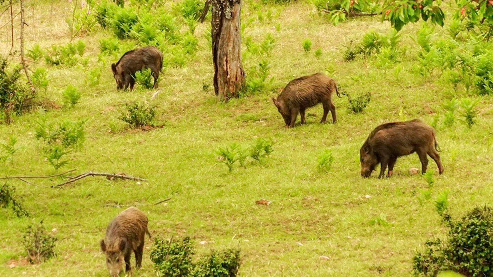 Imagen de archivo de un jabalí