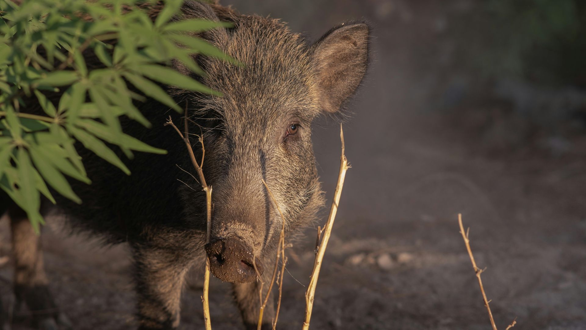 Imagen de archivo de un jabalí
