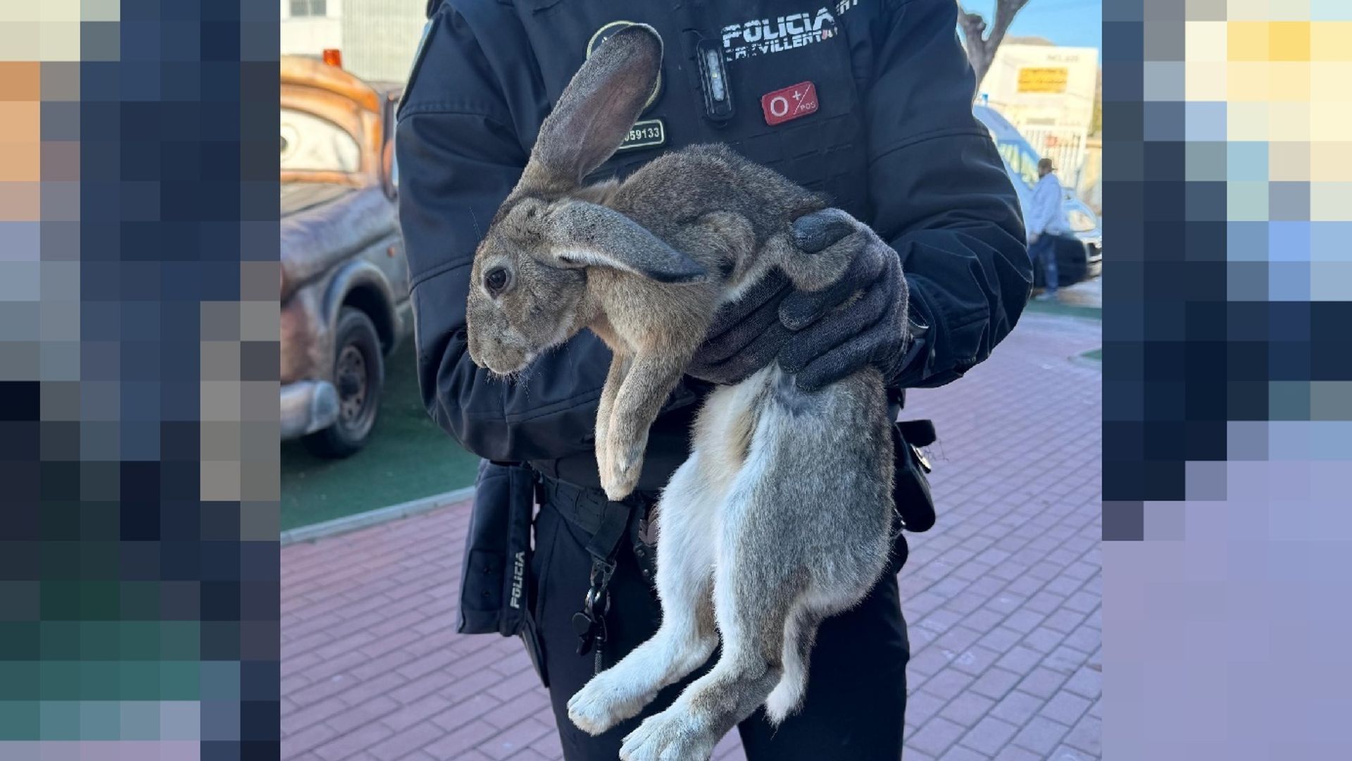 Conejo de grandes dimensiones capturado en Crevillente, Alicante