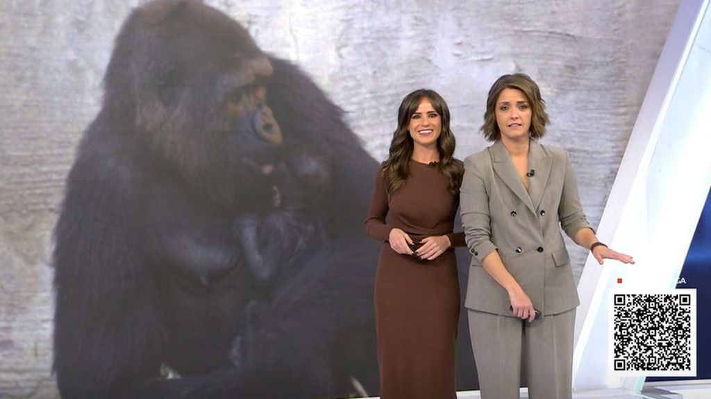Elige el nombre de la nueva cría de gorila de llanura que ha nacido en BIOPARC Fuengirola, en Málaga