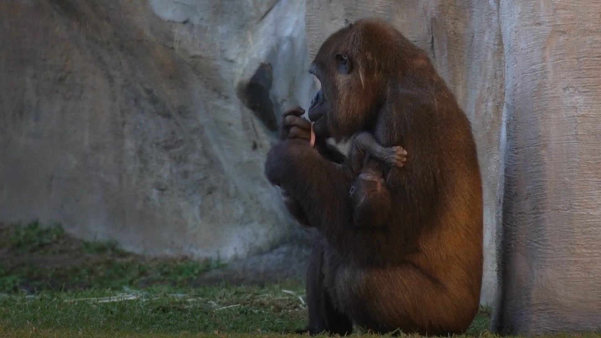 Nace una cría de gorila de llanura a plena luz del día y ante los visitantes en BIOPARC Fuengirola, Málaga
