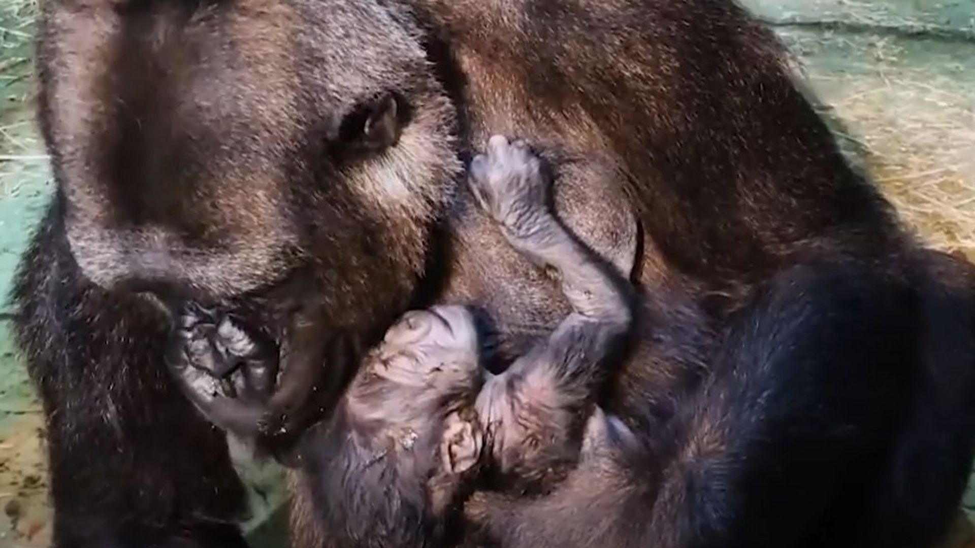 Nace una cría de gorila de llanura a plena luz del día y ante los visitantes en BIOPARC Fuengirola, Málaga